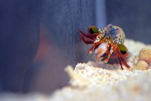 Peacock Mantis Shrimp Thumbnail