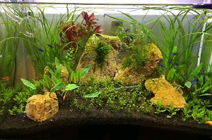 ADA planted tank Thumbnail