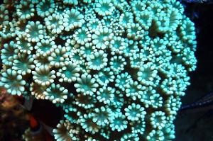 Alveopora Coral Thumbnail