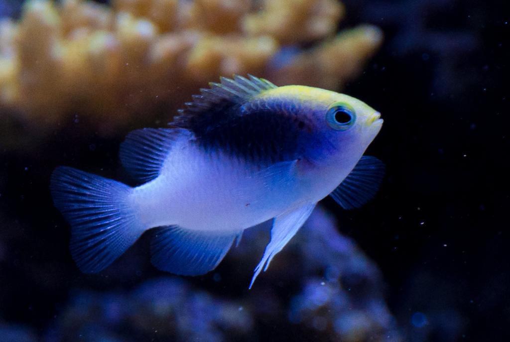 Rolland's Damselfish