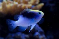 Rolland's Damselfish Thumbnail