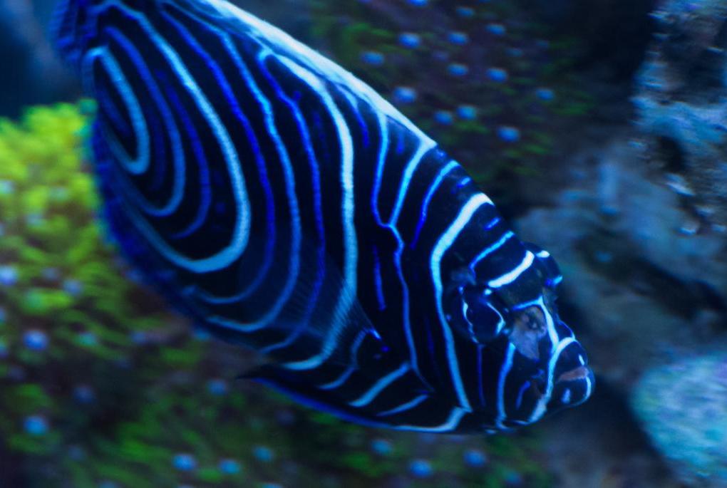 Emperor Angelfish