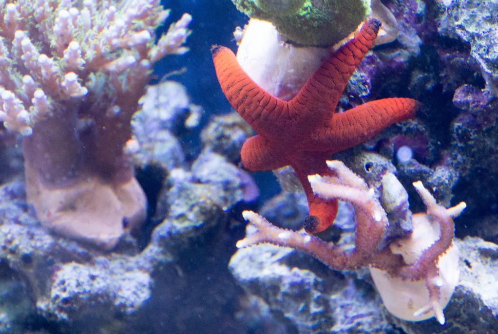 Indian Sea Star Red