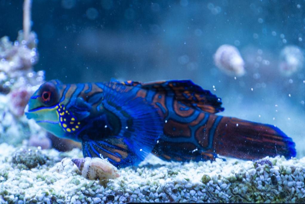 Mandarin Goby