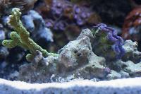 Maxima Clam Thumbnail