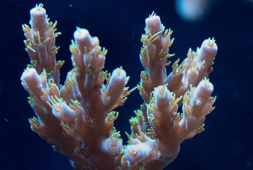 Acropora Horrida