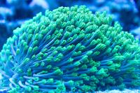 Flower Pot Coral - Green Thumbnail