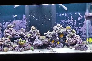 Deepsea Aquatics 100 Gallon Thumbnail