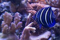 Blueface Angelfish Thumbnail