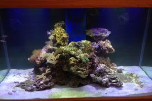 Reef tank Thumbnail