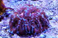 Acan Lordhowensis Coral Thumbnail