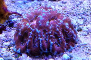 Acan Lordhowensis Coral