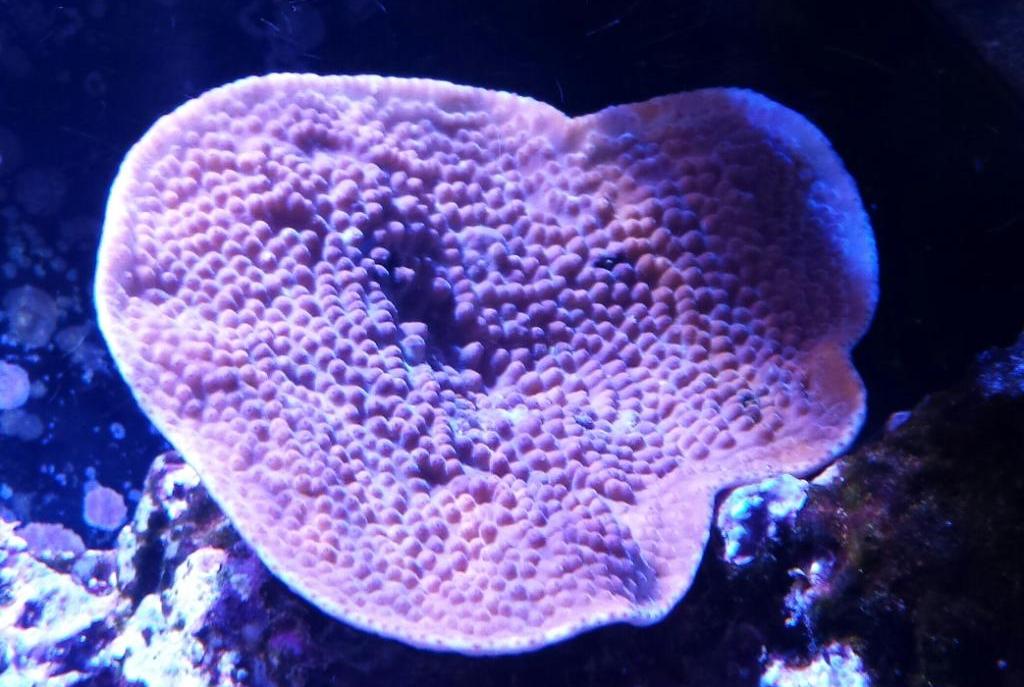 Turbinaria Cup Coral Yellow