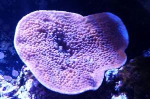 Turbinaria Cup Coral Yellow Thumbnail