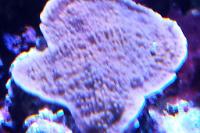 Montipora sp Capricornis Purple Thumbnail