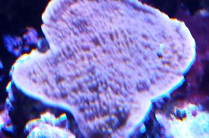 Montipora sp Capricornis Purple