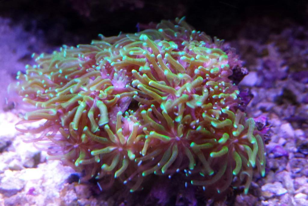 Tooth Coral Green