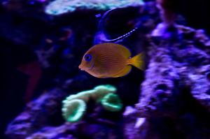 Blue Caribbean Tang Thumbnail