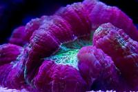 Brain Coral Trachyphyllia Thumbnail