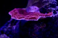 Montipora sp Thumbnail