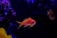 Bartlett's Anthias Thumbnail