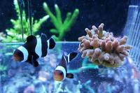 Ocellaris Clownfish Black & White