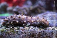 Spiny Sea Cucumber Thumbnail