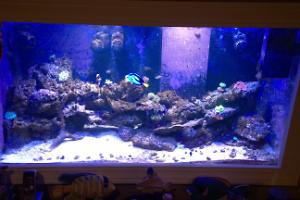 Chandler's 90g Reef Thumbnail