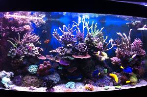 Dave reef tank Thumbnail