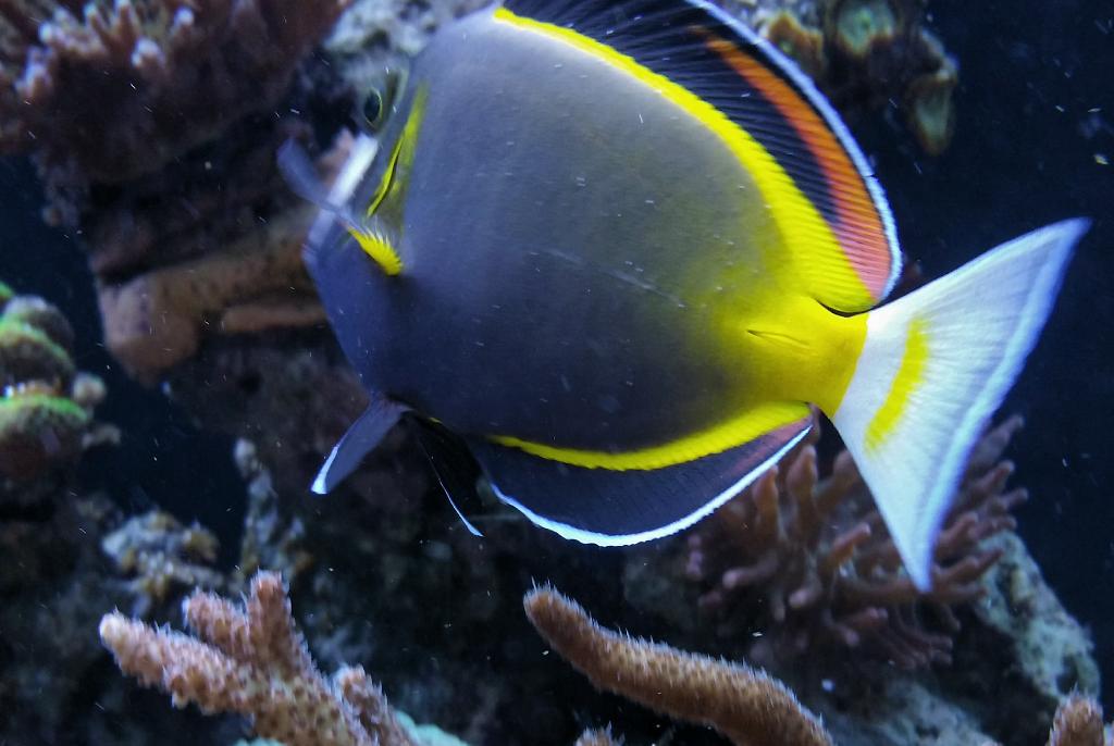 Powder Brown Tang