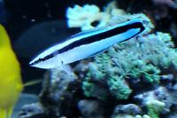 Cleaner Common Wrasse Thumbnail