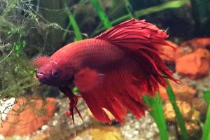 Siamese Fighting Fish Thumbnail