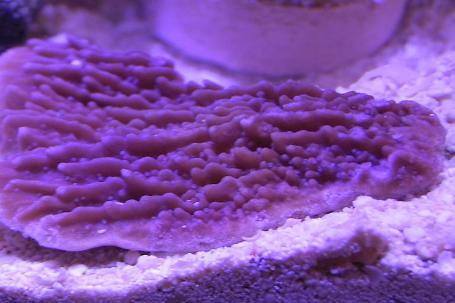 Idaho Grape Montipora Thumbnail