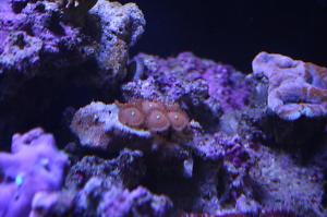 Assorted Zoas Thumbnail