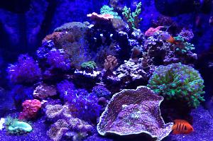 Red's Reef Thumbnail