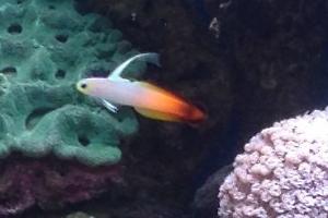 Firefish Goby