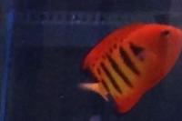 Flame Angelfish Thumbnail