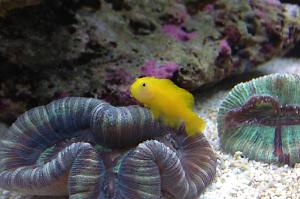 Clown Goby, Yellow