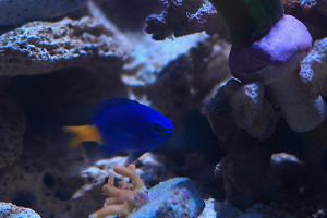 Yellowtail Damselfish Thumbnail