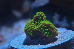 Smooth Encrusting Montipora yellow Thumbnail