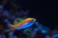 Bartlett's Anthias Thumbnail