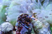 Blue Legged Hermit Crab Thumbnail