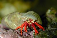 Scarlet Reef Hermit Crab Thumbnail