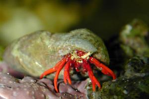 Scarlet Reef Hermit Crab