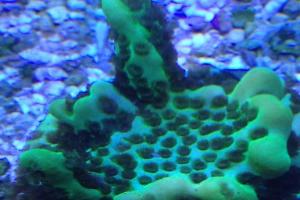 Branching Montipora Thumbnail