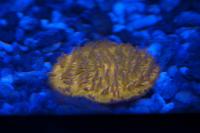 Plate Coral Orange - Short Tentacle Thumbnail