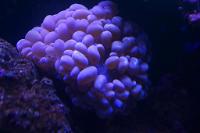 Bubble Coral Thumbnail