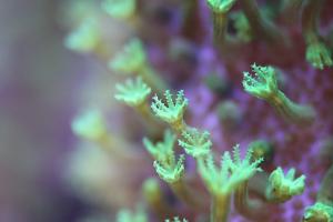 65mm macro of the green leather