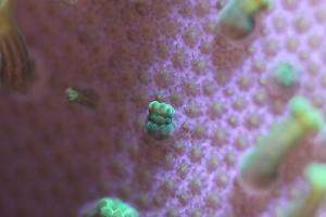 65mm macro of the green leather