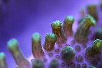 65mm macro of the green leather